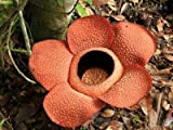 5 graines de fleurs Corpse, le Titan Arum est également connu comme la « fleur de cadavre » ou « ...