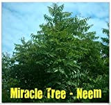5 graines - Neem graines de plantes (Azadirachta indica) à croissance rapide des feuilles, fruits, graines sont comestibles