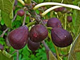 5 Les graines de Ficus carica Fig Tree