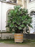 5 méditerranéenne européenne palmier Nain Arbre Arbuste Chamaerops Humilis Humilis Graines