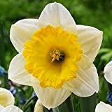 5 pièces Bulbe Jonquille Bulbes Fleurs printemps Bulbes de Narcisses Fleurs de jardin Narcisse Ice Follies
