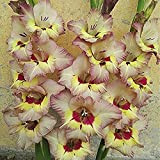 5 pièces Bulbes de glaïeuls fleurs de papillons de grands bulbes de glaïeuls à fleurs spectaculaires pour la plantation d'hiver
