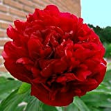 5 pièces bulbes de pivoine rouge fleurs exotiques classiques pour la plantation extérieure intérieure peuvent faire des bouquets de fleurs ...