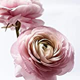 5 Pièces Bulbes De Renoncule Fleurs De Renoncule Rose Rares Pour La Plantation De Jardin à La Maison Embellir L'environnement ...