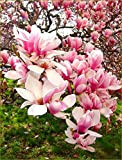 5 Rose clair Blanc magnolia Graines Fleur de lys Arbre parfumé Magnol Liliiflora