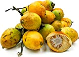 5 seeds of Areca Nut - ARECA CATECHU - Betel Palm