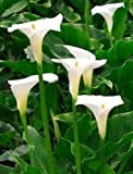 5 x Zantedeschia Aethiopica arum lily seeds.