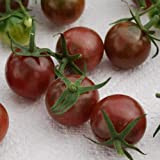 50 Black Cherry Tomato Seeds BIO Method seeds plants vegetables ancient rare