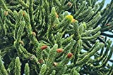 50 graines Araucaria plantes d'extérieur Rafraîchissant Bonsai graines plantes graines de feuillage d'arbres