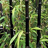 50 graines de bambou rares graines de Bambu de bambou Moso noir géant paquet professionnel graines d'arbres Bambusa Lako pour ...
