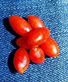 50 graines de Goji Berry authentique - chinois superfruits goji