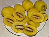 50 graines de jaune d'or Fruit Kiwi VerySweet chair Actinidia chinensis peau lisse