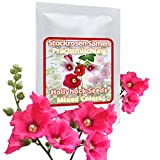 50 graines de roses trémières - mélange multicolore résistant à l’hiver / pluriannuel