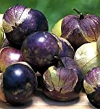 50 graines de violets Tomatillo Physalis ixocarpa