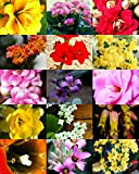 50 graines floraison des plantes rares Kalanchoe Mix Exotique Fleur de cactus Succulentes des semences
