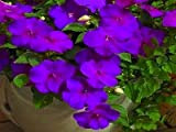 50 Graines Impatiens Extreme Violet Graines de fleurs