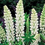 50 graines lupin Russell Noble Maiden lupin Graines