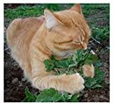 50 pcs/ensemble graines de Cataire, Cat menthe Plantes aromatiques Cataire, Plantes aromatiques Balcon Jardinage En Plein Air Bonsaï