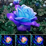 50 Pcs/Sac Graines De Rose Viable Naturel Mini Graines De Rose Bleu Ornementales Pour Jardin Graines De Plantes De Jardin ...