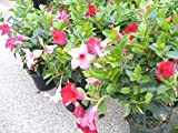 50 Pcs/sac Rare Dipladenia Sanderi Graines vivaces Escalade Mandevilla Sanderi fleurs en plein air Jardin Bonsai plantes ornementales 19