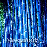 50 pcs / sac rares Graines Bleu bambou, jardin décoratif, Graines Herb Planteur Bambu Arbre pour Diy jardin