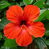50 pièces graines d'hibiscus floraison des fleurs rouge vif embellissent la cour du jardin plantation facile faible entretien adapté aux ...