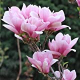 50 Pièces Graines De Magnolia Fleurs Parfumées Délicates Roses Facile à Planter Variétés Populaires Arbres à Feuilles Caduques Plantés Dans ...