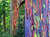 50 x Eucalyptus Deglupta seeds. Rainbow Eucalyptus Tree.