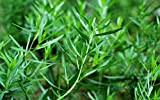 500 Graines d'Estragon - plante aromatique - herbe jardin potager - semences paysannes reproductibles - SemiSauvage