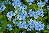 500 Graines de Myosotis Royal Bleu - plantes fleurs - semences paysannes