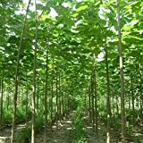 500 graines graines de paulownia nouvelles plantes de balcon d'arbres forestiers pour le jardin de la maison, arbre à croissance ...