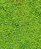500 graines Moss Irish - Sagina Subulata - Idéal pour les couvre-sol ou les conteneurs