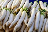 500 japonais Minowase Radis énorme Radis Blanc Blanc Raphanus Sativus Graines de légumes