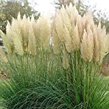 500 pièces graines d'herbe de pampa graines d'herbe vivace pour la plantation de jardin extérieur belle décoration de jardinage profiter ...