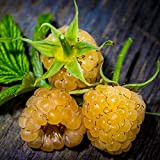 50Pcs/Bag Raspberry Seeds Juicy Flavorful Rare Easy to Cultivate Fruit Seeds for Garden Yellow