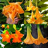50pcs: Graines de Datura orange parfumées pour jardin de fleurs adorables S5DY
