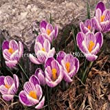 50pcs / sac, Crocus sativus graines, semences en pot, graines de fleurs, variété complète, le taux de 95% en herbe, ...