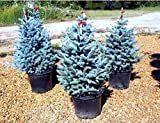 50pcs / sac rares épinette bleue Graines grimpantes à feuilles persistantes Sapin Bleu bonsaï Pin de Noël en pot pour ...
