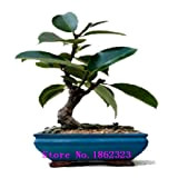 50pcs Véritable rares graines Ficus Ginseng graines Ginseng Herbes Banyan graines d'arbres Livraison gratuite