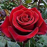 50Pièces Graines de rose rouge Vivace Facile à planter Mini Rose Graines Graines De Fleurs De Graines D'héritage Bouquet De ...