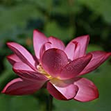 50Pièces Lotus Seeds Water Lily Fleurs Aquatiques Vivaces Résistantes Au Froid Les Fleurs Roses Fleurissent Dans L'étang Du Jardin Excellente ...