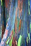 55 graines d'Eucalyptus deglupta, Rainbow-Arbre, Rainbow-Gum, graines viables rares