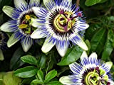 5pcs Passiflore (Passiflora incarnata), plantes Passion fruits exotiques Graines grenadille pour le jardin à la maison 5
