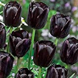 5Pièces bulbes de tulipes noires variété rare reine de la nuit fleurs avec des couleurs mystérieuses fleur exotique pour jardin ...