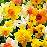 5x Bulbes de Narcisse Mélange Bulbe Jonquille Bulbes Fleurs printemps Bulbes de Narcisses