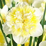 5x Bulbes de Narcisses Fleurs à bulbes Bulbes Jonquilles Fleurs de printemps Narcisse Ice King
