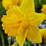 5x Bulbes de Narcisses Fleurs de printemps jaunes Jonquilles bulbes Bulbe Narcisse Marieke