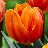 5x Bulbes fleurs Tulipe Bulbes Tulipes oranges Tulipes à planter Tulipe triomphe Princes Irene