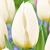 5x Bulbes Tulipes Blanches Bulbes Automne Tulipes Fleurs de Printemps Tulipe en Bulbe White