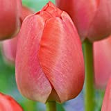 5x Bulbes Tulipes Orange Bulbes Fleurs pour Jardin Tulipes à planter Bulbe Tulipe Orange Pride